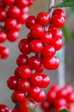 Pride Of Houston Yaupon Holly Tree - 7 Gallon Pot (5-6') -Plant Promotion Store ilex vomitoria pride of houston yaupon holly 9