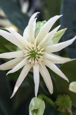 Orion Star Flower Anise (Illicium) - 5 Pack Of Quart Pots