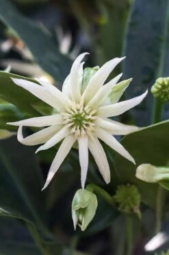 Orion Star Flower Anise (Illicium) - 5 Pack Of Quart Pots -Plant Promotion Store illicium star flower orion anise 3