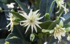 Orion Star Flower Anise (Illicium) - 5 Pack Of Quart Pots -Plant Promotion Store illicium star flower orion anise 4