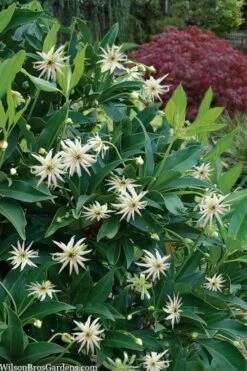 Orion Star Flower Anise (Illicium) - 5 Pack Of Quart Pots -Plant Promotion Store illicium star flower orion anise 9