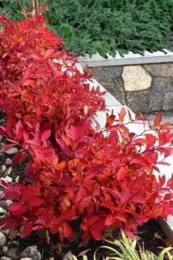 Scentlandia Sweetspire (Itea Virginica) - 3 Gallon Pot 10 Scentlandia Sweetspire (Itea Virginica) - 3 Gallon Pot -Plant Promotion Store itea virginica scentlandia virginia sweetspire 7