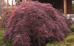 Crimson Queen Dwarf Japanese Maple (High Graft Tree Form) - 1 Gallon Pot -Plant Promotion Store ja panese Maple Crimson Queen 50