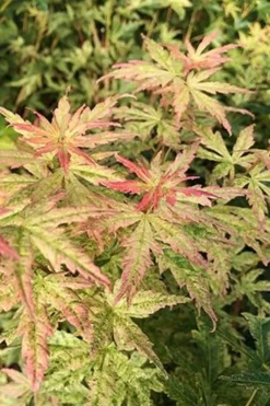 Radiant Variegated Japanese Maple - 3 Gallon Pot -Plant Promotion Store japanese Maple Radiant 7