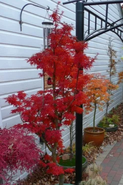 Lions Head Japanese Maple - Acer Palmatum 'Shishigashira' - 2 Gallon Pot 15 Lions Head Japanese Maple - Acer Palmatum 'Shishigashira' - 2 Gallon Pot -Plant Promotion Store japanese maple lions head shishigashira 3 2