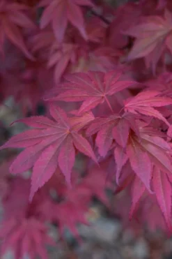 Skeeter's Broom Japanese Maple - 1 Gallon Pot 12 Skeeter's Broom Japanese Maple - 1 Gallon Pot -Plant Promotion Store japanese maple skeeters broom 8 1