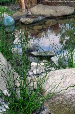 Big Twister Giant Corkscrew Rush (Juncus Effusus) - 1 Gallon Pot -Plant Promotion Store juncus effusus big twister 100