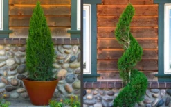 Spartan Juniper - 3 Gallon Pot -Plant Promotion Store juniper20spartan202