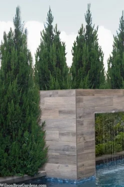 Spartan Juniper - 3 Gallon Pot -Plant Promotion Store juniperus chinensis spartan columnar juniper 20