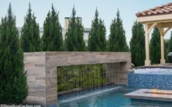 Spartan Juniper - 3 Gallon Pot -Plant Promotion Store juniperus chinensis spartan columnar juniper 40