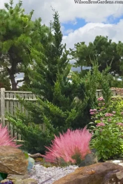 Hollywood Torulosa Juniper - 7 Gallon Pot (5-6') -Plant Promotion Store juniperus chinensis torulosa hollywood 101