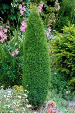 Pencil Point Juniper - 1 Gallon Pot