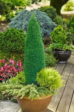 Pencil Point Juniper - 1 Gallon Pot -Plant Promotion Store juniperus communis compressa pencil point juniper 3