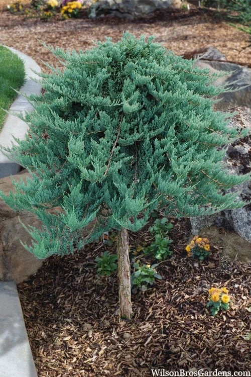 Blue Chip Juniper Tree Form Topiary - 3 Gallon Pot 1 Blue Chip Juniper Tree Form Topiary - 3 Gallon Pot
