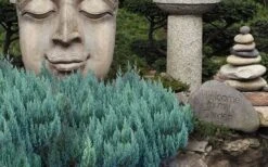 Blue Forest Juniper - 1 Gallon Pot 7 Blue Forest Juniper - 1 Gallon Pot -Plant Promotion Store juniperus sabina blue forest juniper 1