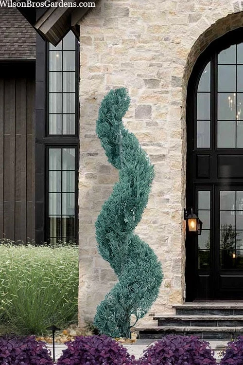 Spiral 'Witchita Blue' Juniper Topiary - 5 Gallon Pot 1 Spiral 'Witchita Blue' Juniper Topiary - 5 Gallon Pot