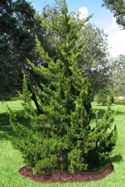 Canaertii Juniper (Red Cedar) - 3 Gallon Pot -Plant Promotion Store juniperus virginiana canaertii eatern red cedar 2