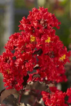 Black Diamond Best Red Crape Myrtle (Multi Trunk) - 3 Gallon Pot 8 Black Diamond Best Red Crape Myrtle (Multi Trunk) - 3 Gallon Pot -Plant Promotion Store lagerstroemia black diamond best red crape myrtle tree 2