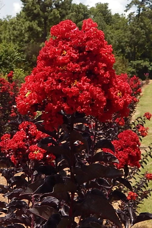 Black Diamond Best Red Crape Myrtle (Multi Trunk) - 3 Gallon Pot 1 Black Diamond Best Red Crape Myrtle (Multi Trunk) - 3 Gallon Pot