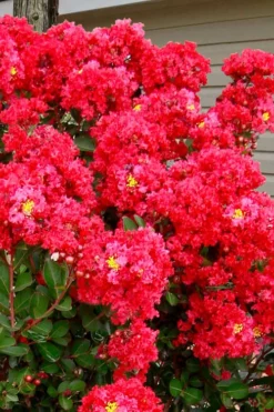 Enduring Summer Red Crape Myrtle Tree (Single Trunk) - 7 Gallon Pot -Plant Promotion Store lagerstroemia enduring summer red crape myrtle single trunk tree 1