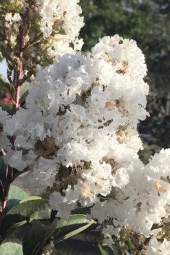 Enduring Summer 'White' Crape Myrtle - 3 Gallon Pot 9 Enduring Summer 'White' Crape Myrtle - 3 Gallon Pot -Plant Promotion Store lagerstroemia enduring summer white dwarf crape20myrtle 1