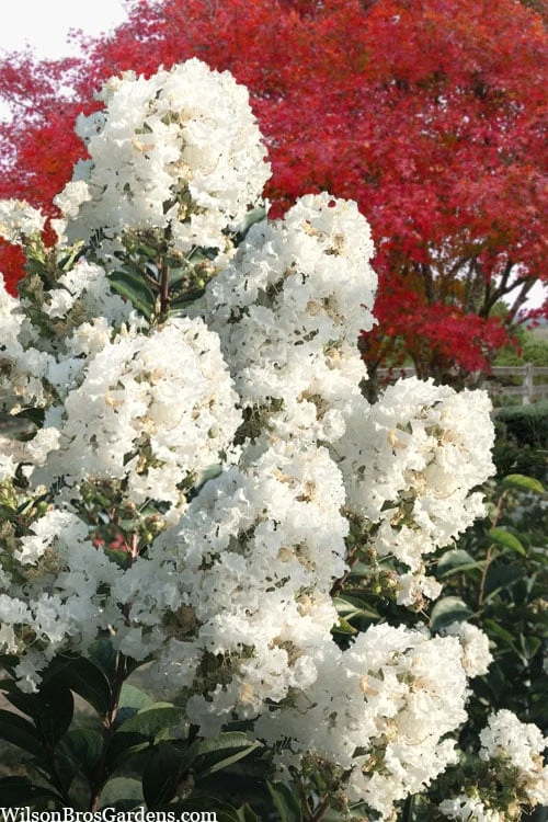 Enduring Summer 'White' Crape Myrtle - 3 Gallon Pot 1 Enduring Summer 'White' Crape Myrtle - 3 Gallon Pot