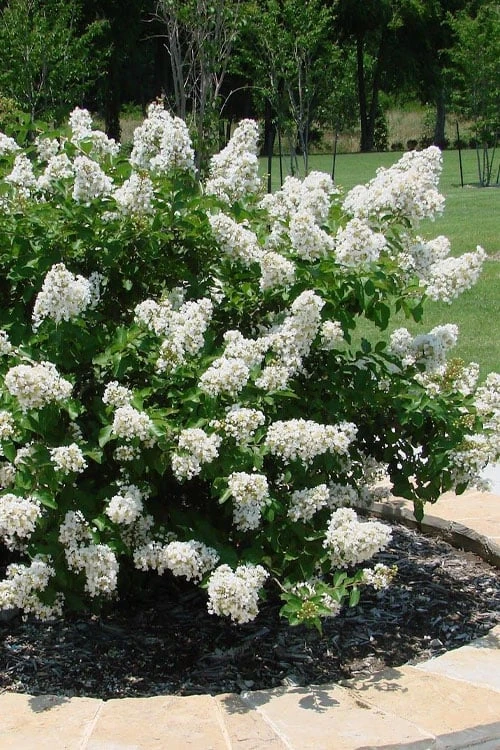Enduring Summer 'White' Crape Myrtle - 3 Gallon Pot 4 Enduring Summer 'White' Crape Myrtle - 3 Gallon Pot - Image 4