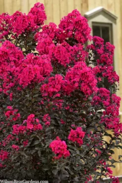 Black Diamond 'Mystic Magenta' Crape Myrtle - 7 Gallon Pot 9 Black Diamond 'Mystic Magenta' Crape Myrtle - 7 Gallon Pot -Plant Promotion Store lagerstroemia indica black diamond mystic magenta crape myrtle 1