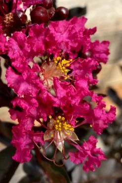 Black Diamond 'Mystic Magenta' Crape Myrtle - 7 Gallon Pot 8 Black Diamond 'Mystic Magenta' Crape Myrtle - 7 Gallon Pot -Plant Promotion Store lagerstroemia indica black diamond mystic magenta crape myrtle 3