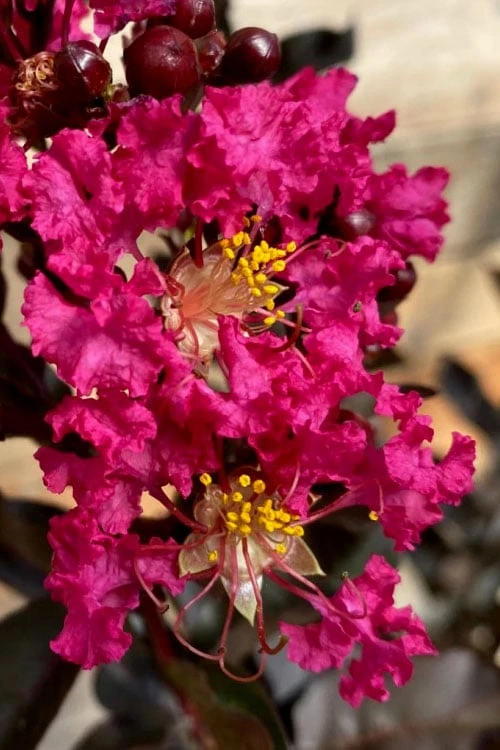 Black Diamond 'Mystic Magenta' Crape Myrtle - 7 Gallon Pot 4 Black Diamond 'Mystic Magenta' Crape Myrtle - 7 Gallon Pot - Image 4
