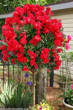 Plant Promotion Store 44 Enduring Summer Red Crape Myrtle Tree (Single Trunk) - 7 Gallon Pot