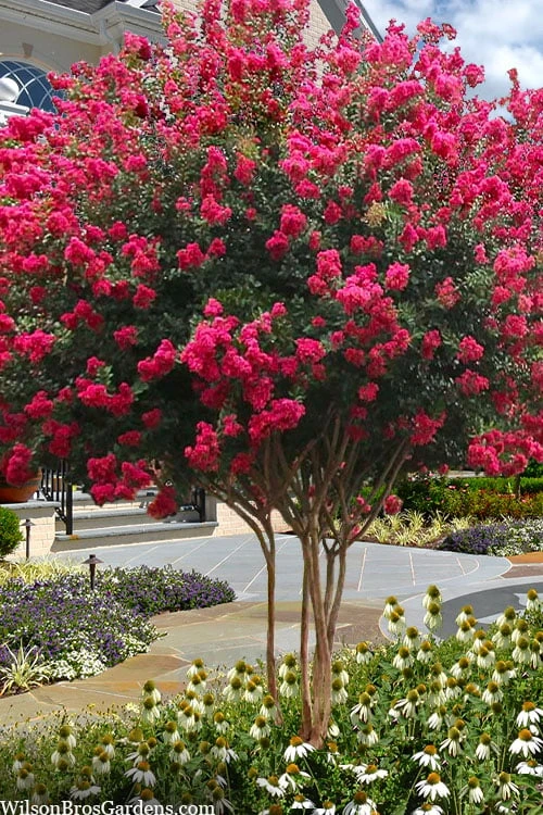 Tuscarora Watermelon Red Crape Myrtle - 5 Gallon Pot 1 Tuscarora Watermelon Red Crape Myrtle - 5 Gallon Pot