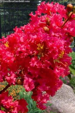 Tuscarora Watermelon Red Crape Myrtle - 1 Gallon Pot -Plant Promotion Store lagerstroemia indica tuscarora 102 1