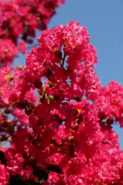 Tuskegee Crape Myrtle - 1 Gallon Pot -Plant Promotion Store lagerstroemia indica tuskeegee crape myrtle tree 1