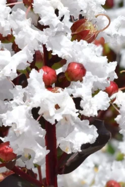 Lunar Magic Crape Myrtle Tree (Multi Trunk) - 3 Gallon Pot -Plant Promotion Store lagerstroemia lunar magic single trunk white crape myrtle tree 2