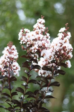 Thunderstruck White Lightning Crape Myrtle - 6 Pack Of 1 Gallon Pots 9 Thunderstruck White Lightning Crape Myrtle - 6 Pack Of 1 Gallon Pots -Plant Promotion Store lagerstroemia thunderstruck white lightning crape myrtle 2