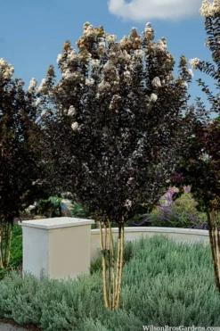Thunderstruck White Lightning Crape Myrtle - 6 Pack Of 1 Gallon Pots 8 Thunderstruck White Lightning Crape Myrtle - 6 Pack Of 1 Gallon Pots -Plant Promotion Store lagerstroemia thunderstruck white lightning crape myrtle 3