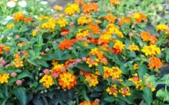 Sonset Hardy Lantana - 1 Gallon Pot -Plant Promotion Store lantana sonset 105 1