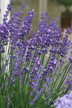 Big Time Blue Lavender - 6 Pack Of 1 Gallon Pots -Plant Promotion Store lavandula angustifolia big time blue lavender 2