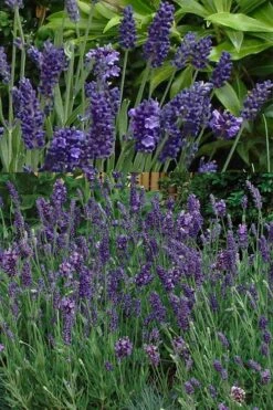 Ellagance Purple English Lavender - 5 Pack Of Quart Pots 9 Ellagance Purple English Lavender - 5 Pack Of Quart Pots -Plant Promotion Store lavandula angustifolia ellagance purple english lavender 2