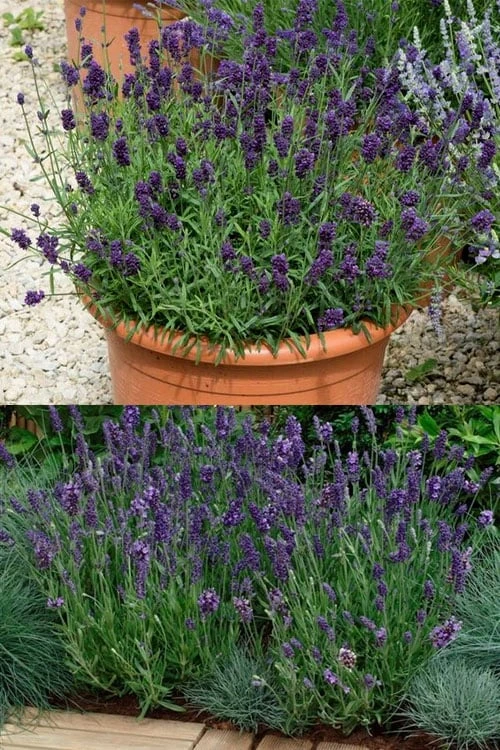 Ellagance Purple English Lavender - 5 Pack Of Quart Pots 4 Ellagance Purple English Lavender - 5 Pack Of Quart Pots - Image 4