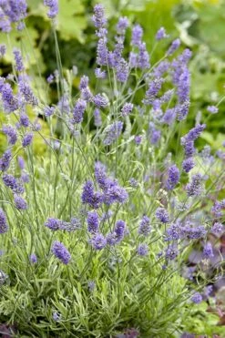 Platinum Blonde English Lavender Plant - 1 Gallon Pot -Plant Promotion Store lavandula angustifolia momparler platinum blonde lavender 2