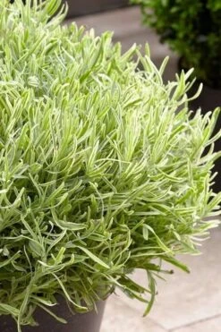 Platinum Blonde English Lavender Plant - 1 Gallon Pot -Plant Promotion Store lavandula angustifolia momparler platinum blonde lavender 5