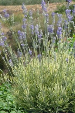 Platinum Blonde English Lavender Plant - 1 Gallon Pot -Plant Promotion Store lavandula angustifolia momparler platinum blonde lavender 7