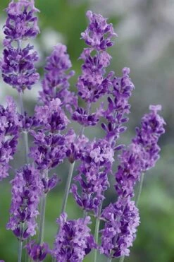 Munstead English Lavender - 6 Pack Of Pint Pots