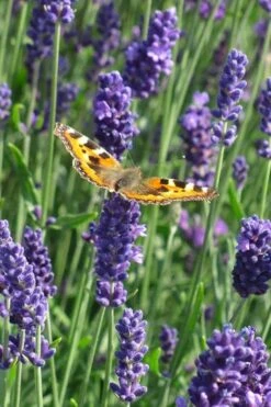 Munstead English Lavender - 6 Pack Of Pint Pots -Plant Promotion Store lavandula angustifolia munstead english lavender 4