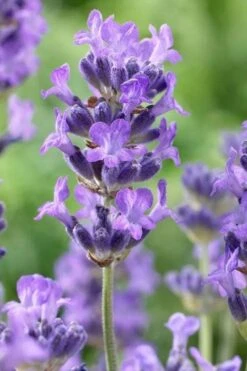 Munstead English Lavender - 6 Pack Of Pint Pots -Plant Promotion Store lavandula angustifolia munstead english lavender 5
