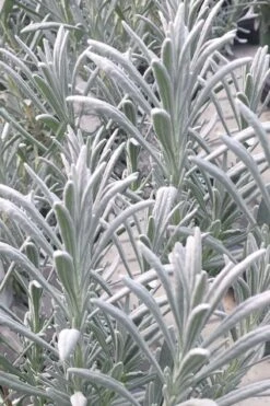 Sensational Lavender - 1 Gallon Pot -Plant Promotion Store lavender intermedia sensational 1