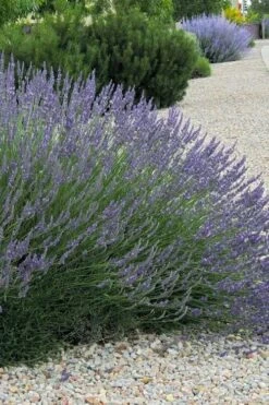 Grosso Lavender - 10" Patio Pot