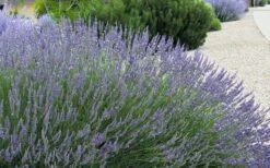Grosso Lavender - 10" Patio Pot -Plant Promotion Store lavendula intermedia grosso french lavender 4
